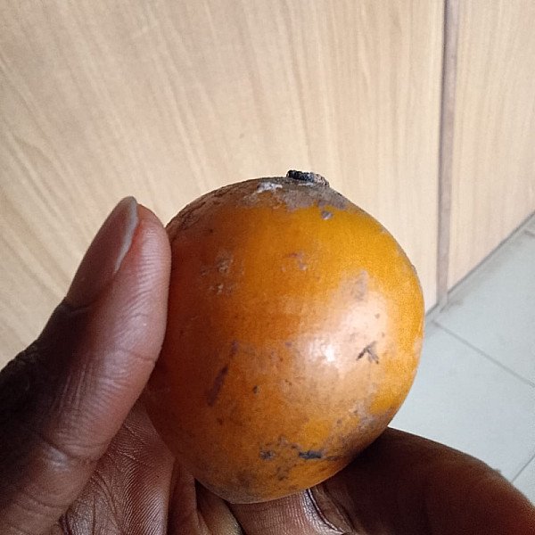 Details You Should Know about Udara