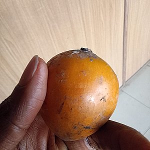 Details You Should Know about Udara